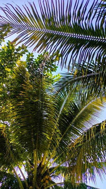 Feuille de cocotier vert et ciel bleu propre. Palm Pattern. Humeur de vacances et papier peint - Photo, image