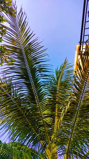Зелений кокосовий пальмовий листя і чисте блакитне небо. Палм Паттерн. Настрій відпустки і шліфувальний папір - Фото, зображення