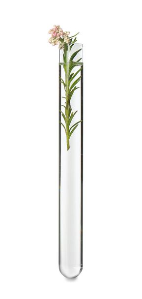 Beautiful Ozothamnus plant in test tube on white background - Φωτογραφία, εικόνα