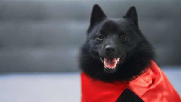 Portré Schipperke szuperhős kutya. - Felvétel, videó