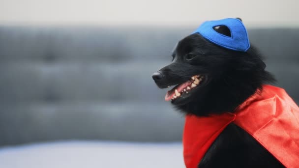 Portrait of Schipperke super hero dog. - Footage, Video