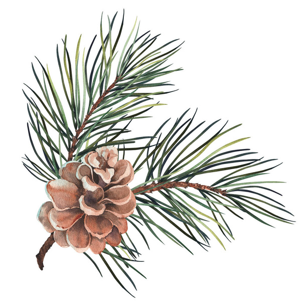 Pine branch with cone. Watercolor illustration isolated on white background. - Foto, immagini