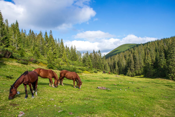 Horses on a high mountain pasture. Eastern Carpathians, Ukraine - Foto, immagini