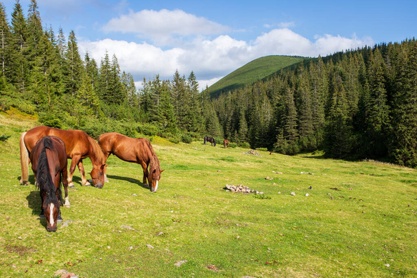 Cavalos em um pasto de montanha alto. Cárpatos orientais, Ucrânia - Foto, Imagem