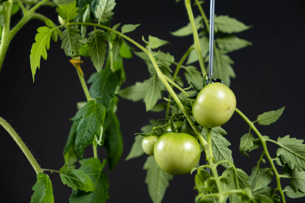 Tomaten aus Samen züchten, Schritt für Schritt. Schritt 12 - viele grüne Tomaten auf Zweigen auf schwarzem Hintergrund. - Foto, Bild