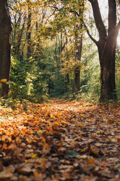 Осенний лес на желтом закате. Пейзаж, природный фон. Вид спереди - Фото, изображение