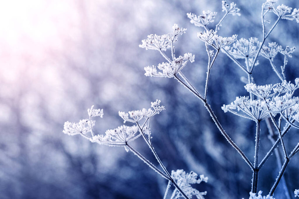 日の出の間の朝に霜で覆われた植物の乾燥した枝 - 写真・画像