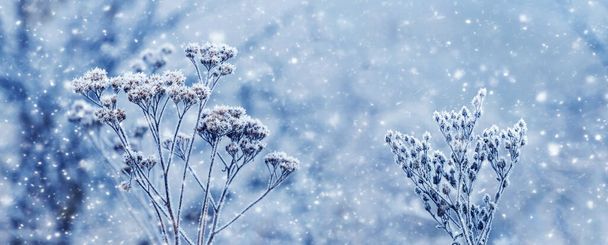 Ilmakehän talvi näkymä pakkasta ja lumen peitossa kuivia kasveja metsässä sumealla pohjalla lumisateen aikana - Valokuva, kuva