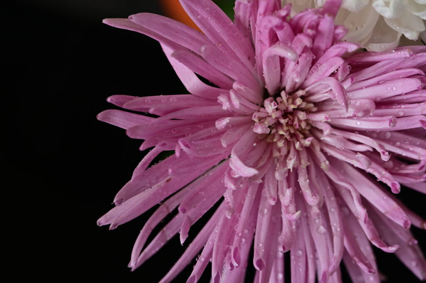 primo piano di bel fiore di crisantemo - Foto, immagini