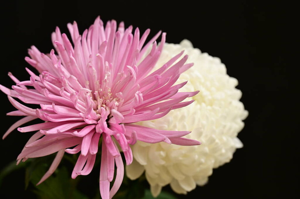 beautiful  chrysanthemum  flowers, close up - Photo, Image