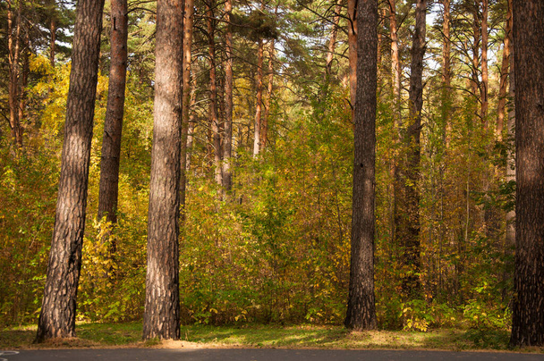 Herbstwälder Natur. Lebendiger Morgen im bunten Wald mit Sonnenstrahlen durch Äste von Bäumen. Landschaft der Natur mit Sonnenlicht - Foto, Bild