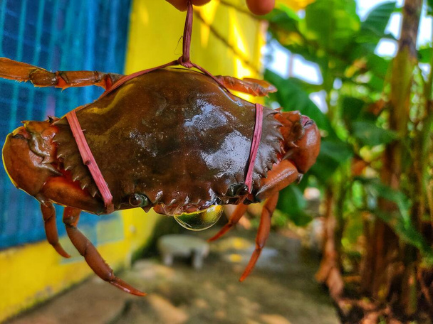 big mud crab in nice blur background HD - Photo, Image