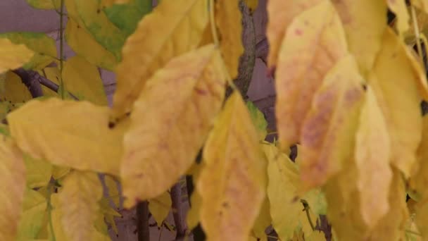 Gyönyörű sokszínű őszi fa. Narancs levelek ősszel - Felvétel, videó
