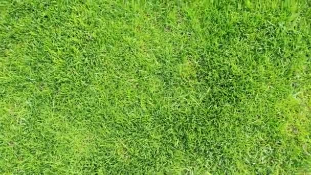 зеленая текстура травы. Вид на палисадник частного сада. Зеленая трава - Кадры, видео
