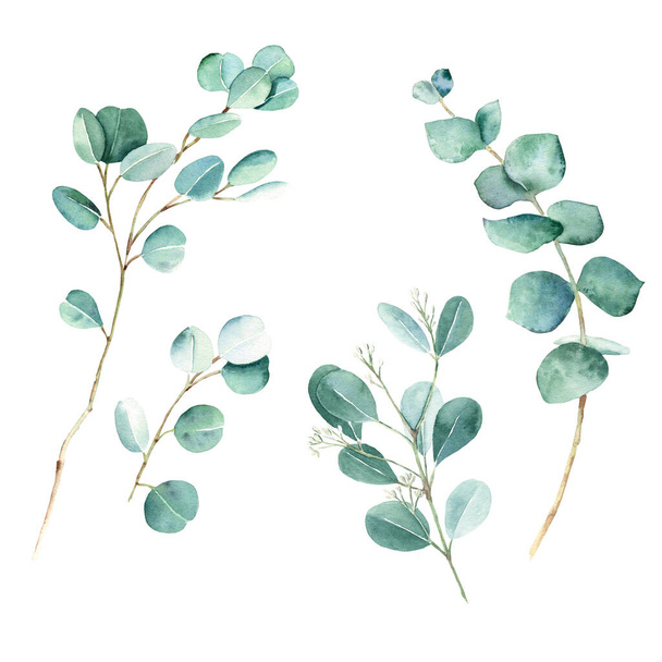 Eukalyptuksen oksat, hopeadollari, aito sininen ja kylvetty eukalyptus. Kasvitieteellinen kuva eristetty valkoisella taustalla. Vesiväri kukka asetettu - Valokuva, kuva