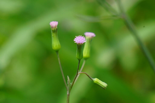 Emilia sonchifolia (lilac tassel flower, Cacalia sonchifolia L.) with natural background. This plant has a special aroma and is often made urap-urap (indonesian salad). indonesian call it tempu wiyang - Photo, Image