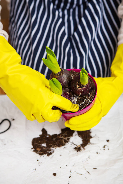 Девушка в полосатом фартуке пересаживает гиацинтовые луковицы из горшка, сажая гиацинтовые луковицы садовыми инструментами - Фото, изображение