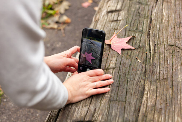 Las manos femeninas toman una foto en el teléfono de una hoja de arce caída de otoño rojo-amarillo que yace sobre una vieja mesa de madera - Foto, imagen