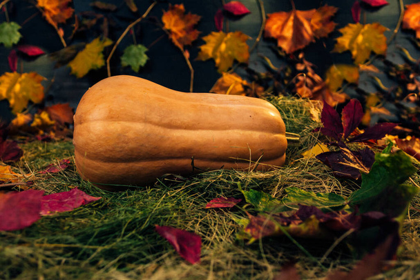 Kürbis auf einem Hintergrund aus Heu und Herbstblättern - Foto, Bild