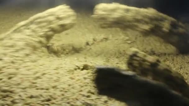 Η διαδικασία καθαρισμού και φυλλόπτωσης της ελιάς σε ένα σύγχρονο ιταλικό ελαιοτριβείο. Παραγωγή πετρελαίου. Φρέσκο εξαιρετικό παρθένο ελαιόλαδο - Πλάνα, βίντεο