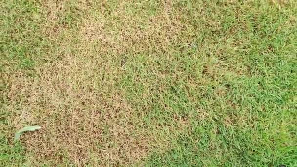 Green lawn with dead spot. disease cause amount of damage to green lawns, lawn in bad condition. Lawn problem - Footage, Video