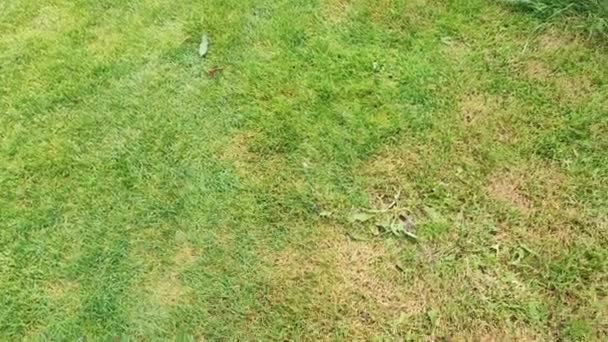 Vihreä nurmikko kuolleella paikalla. tauti aiheuttaa vahinkoa vihreä nurmikot, nurmikko huonossa kunnossa. Nurmikko-ongelma - Materiaali, video