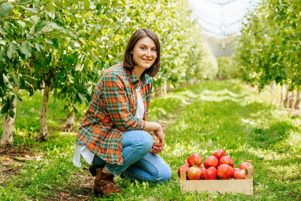 A young farmer girl woman is squatting in front of a crate of ripe apples looking at the camera smiling. The harvest season has begun and work is in full swing. Farming concept. - Foto, Imagem