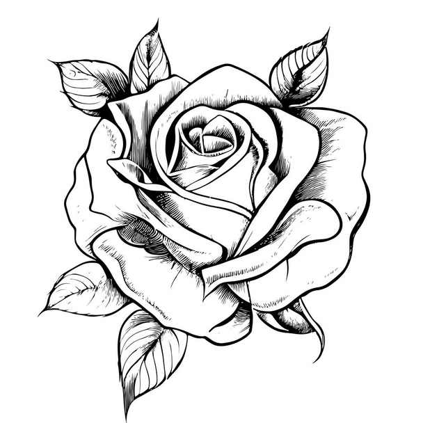 Beautiful rose flower hand drawn sketch.Vector illustration. - Vektör, Görsel
