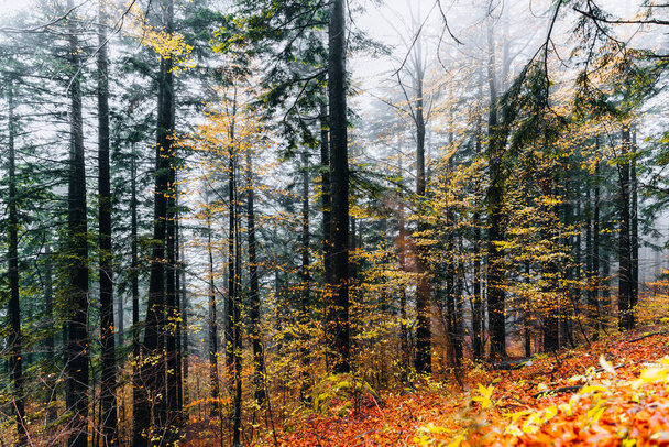 Foreste Casentinesi, Itália. Floresta no outono, humor misterioso.  - Foto, Imagem