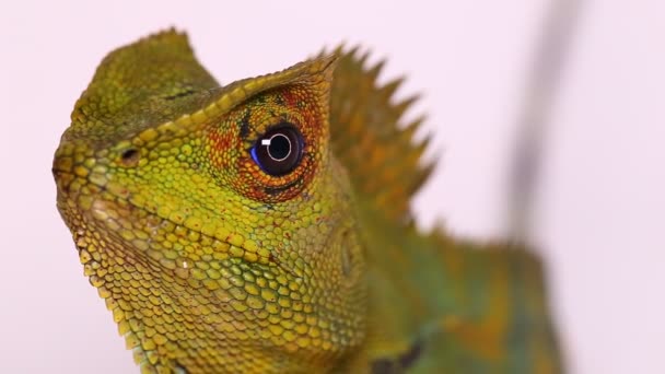 Chameleon forest dragon Gonocephalus chamaeleontinus isolated on white background - Footage, Video