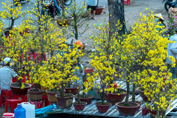 A holdév végén sárgabarack virágokat árulnak az út mentén, hogy feldíszítsék a forgalmas tavaszi levegőt Vietnamban mindenhol. - Fotó, kép