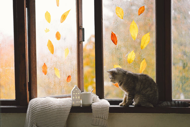 Симпатичный шотландский кот прямо сидит с уютным осенним натюрмортом с тыквами, вязаным шерстяным свитером на винтажном подоконнике. Осенний декор дома. Уютное осеннее настроение. День Благодарения. Хэллоуин. - Фото, изображение