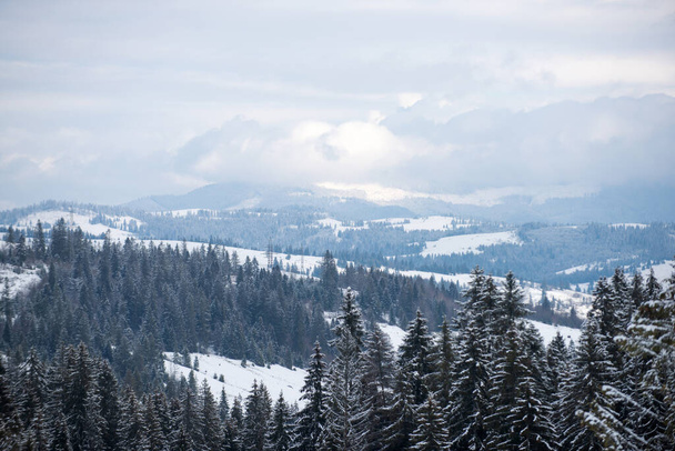 Winter scene with snowy forest. Scenery in winter. Frosty morning in forest - Φωτογραφία, εικόνα