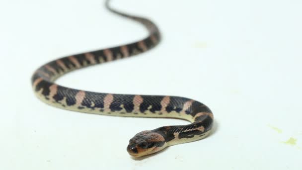 Wąż wodny (Homalopsis buccata), wąż wodny opasany lub wąż wodny o ząbkowanej twarzy wyizolowany na białym tle - Materiał filmowy, wideo