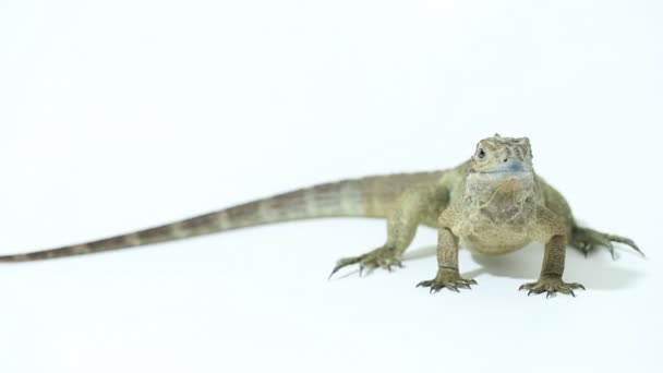 Beyaz arka planda Hispaniolan gergedan iguana siklura cornuta cornuta izole - Video, Çekim