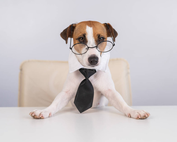 Dog Jack Russell Terrier vestido com uma gravata e óculos senta-se em uma mesa - Foto, Imagem