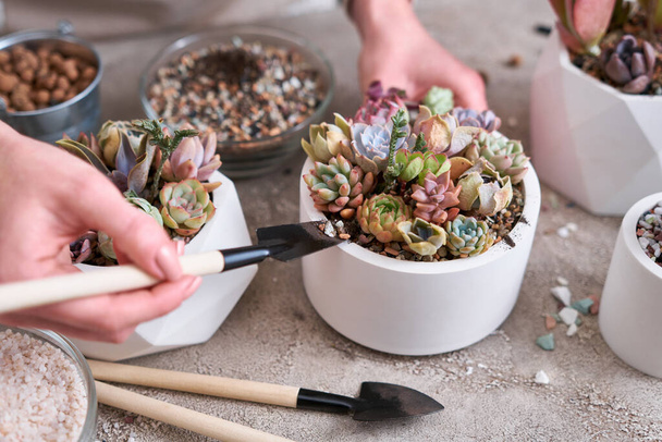 pots with groups of houseplants on concrete table - Echeveria and Pachyveria opalina Succulents. - Photo, Image
