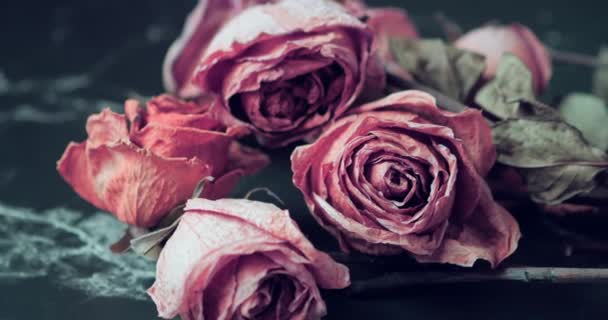 Verdorde rozen bloemen op zwarte achtergrond, een verwelkt boeket rozen. Achtergrond van verwelkte rozen. Verdorven bruidsboeket. - Video