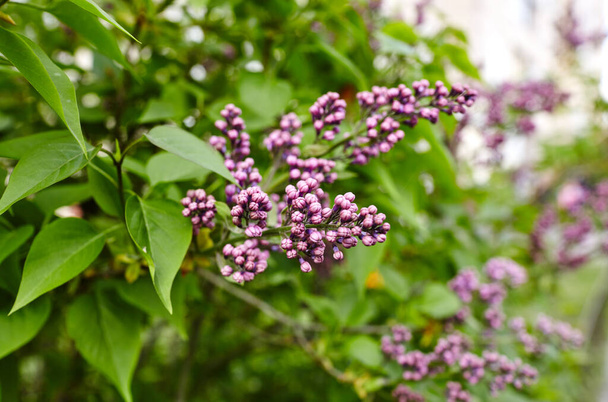 Beautiful lilac flowers branch on a green background, natural spring background. Blooming lilac bush with tender flower. Selective focus, blurred background - Photo, Image