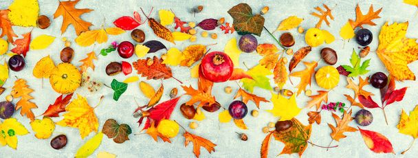 Padlé barevné podzimní listy, herbář. Sada žlutých, oranžových a červených listů - Fotografie, Obrázek