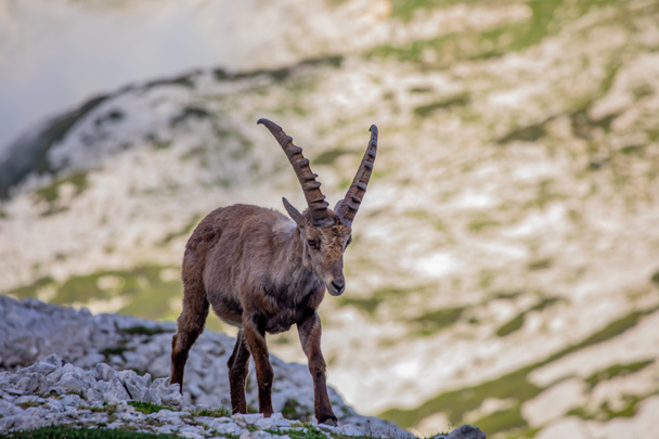 Фотография альпийского горного козла, сделанная в Юлианских Альпах, Словения - Фото, изображение