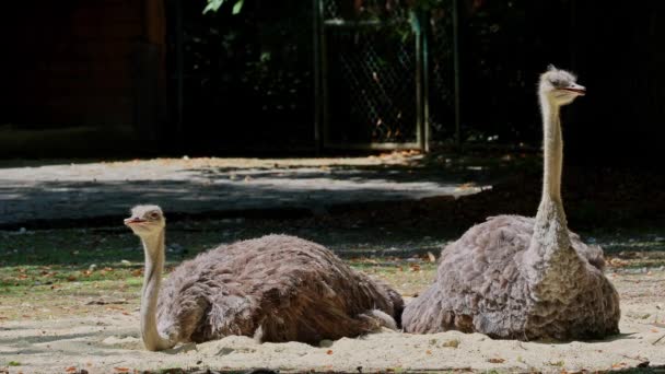 Yhteinen strutsi, Struthio camelus, tai yksinkertaisesti strutsi, on laji suuri lentokyvytön lintu kotoisin Afrikasta. Se on toinen kahdesta jäljellä olevasta strutsilajista. - Materiaali, video