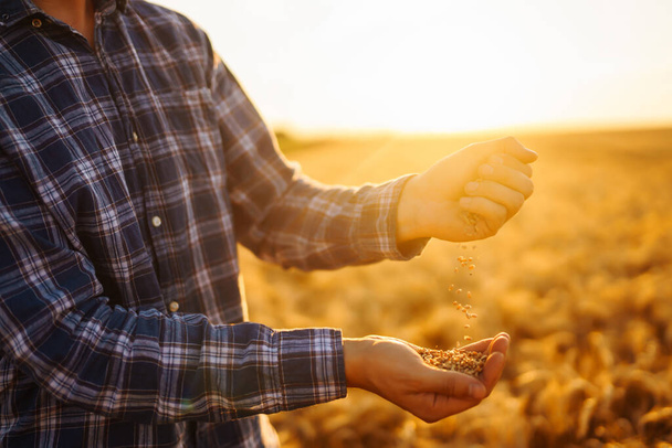 Ripe grains, ears of wheat in the hands of a farmer. Environmentally friendly product. Agricultural growth and farming business concept. - Photo, image