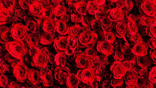 Imagen de hermosas rosas rojas dispuestas - Foto, imagen