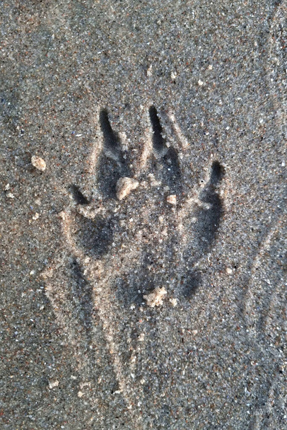 Sulla sabbia o sulla terra c'è una traccia di un animale. Contesto - Foto, immagini