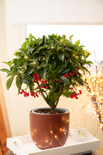 Ardisia crenata, Primulaceae is known by a variety of names as Christmas berry, Australian holly, coral ardisia, coral bush, coralberry, coralberry tree, hen's-eyes and spiceberry. Houseplant. - Photo, Image