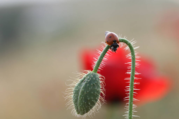 Ladybug on poppy bud in spring. Natural wallpaper - Photo, Image