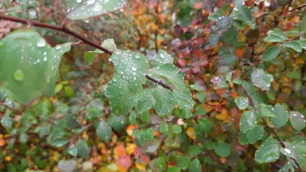 Rama de espiraea con hojas de otoño cubiertas con gotas de agua - Imágenes, Vídeo