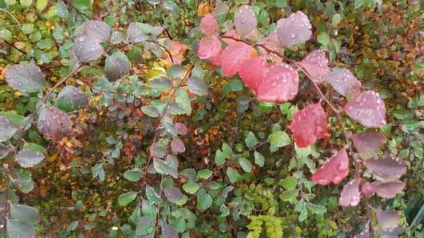 Ramas de espiraea con hojas de otoño cubiertas con gotas de agua - Imágenes, Vídeo