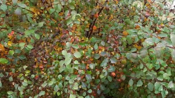 A spirea bokra őszi leveleivel borított vízcseppek - Felvétel, videó